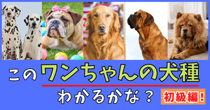 このワンちゃんの犬種、当ててみて！【初級編！】(Vol.2)