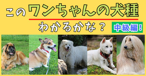 ワンちゃんの犬種当てクイズ！全部わかるかな？【中級編！】(Vol.4)