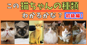 この猫ちゃんの種類、全部わかるかな？【初級編！】  (Vol.2)