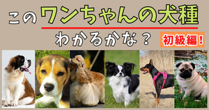 このワンちゃんの犬種当てられる？【初級編！】(Vol.3)