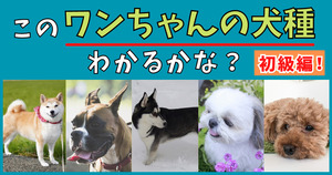 クイズ！このワンちゃんの犬種は？【初級編！】(Vol.1)